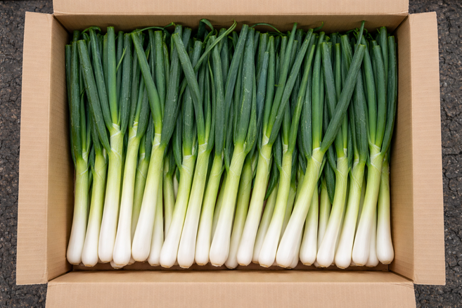 국내산 신선한 손질 대파, 1개, 1kg