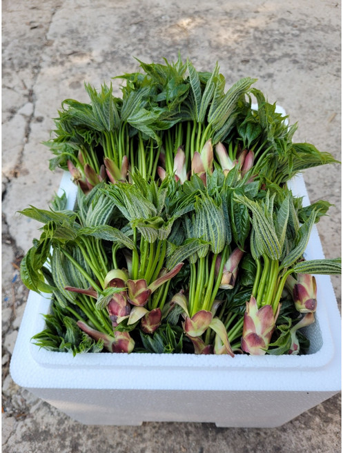 (예약판매)강릉 엄나무순 개두릅 참두릅 1kg, 1개, 엄나무순(개두릅)1kg