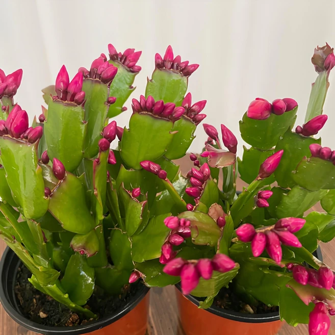 게발선인장 1+1 온정원 공기정화식물, 2개 - 쿠팡