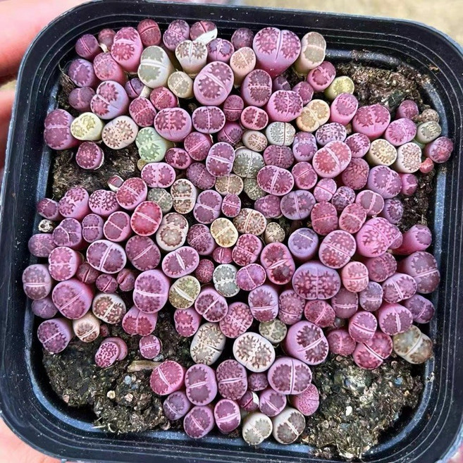 苔鑽 紫李夫人生石花 紫貝殼 紫色系 植株約0.8-1.6公分 多肉植物/觀葉植物/塊根/辦公室小物/家庭植栽/可室內外, 紫李夫人生石花（尺寸隨機,裸根寄送）,小顆,約0.8-1.1公分左右, 1個