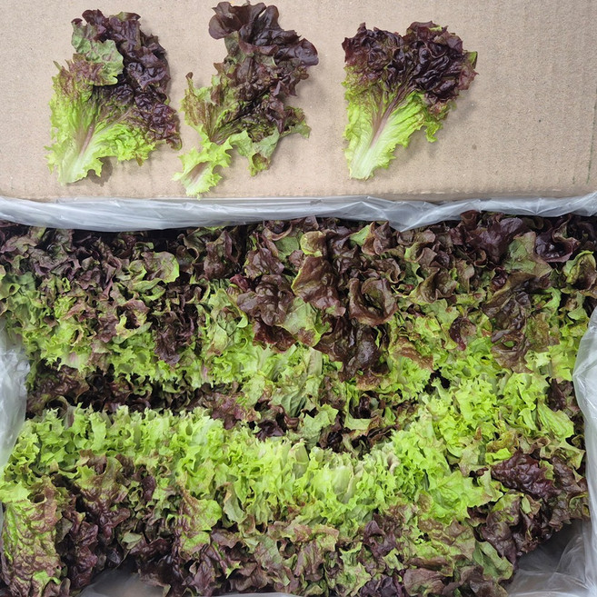 클릭마켓 국내산 겉절이용 작은 상추 꽃상추 2kg, 1개