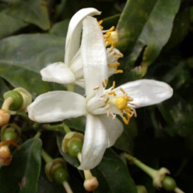 허브플로라 네롤리 에센셜 오일 ( Neroli E.O), 5ml, 1개 - 쿠팡