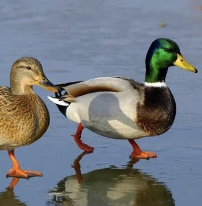 부화용 오리알 유정란 청둥오리 오리 종란, 부화용 청둥오리 알 15구