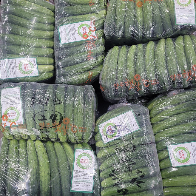 오이지오이 백다다기 소박이용 백오이 오이지 50개내외, 1개