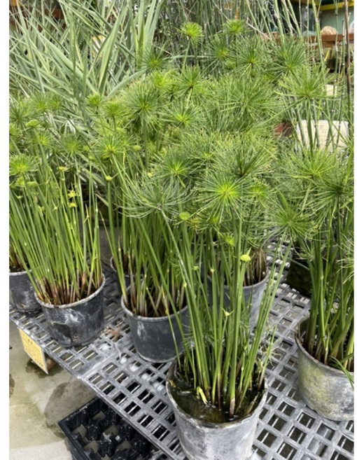 霏霏園藝 小紙莎草 水生植物 挺水性 葉棒狀 適合室外, 1個