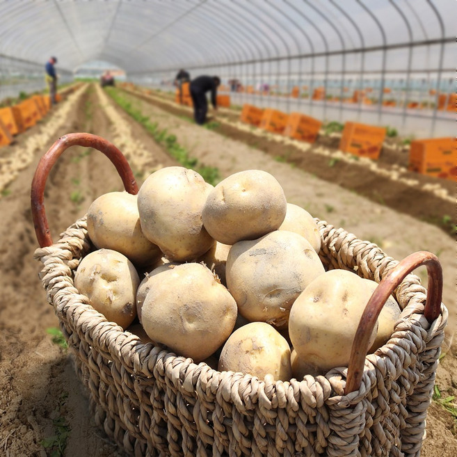 [산지직송] 포슬포슬한 햇 개진감자(대), 1개, 3kg