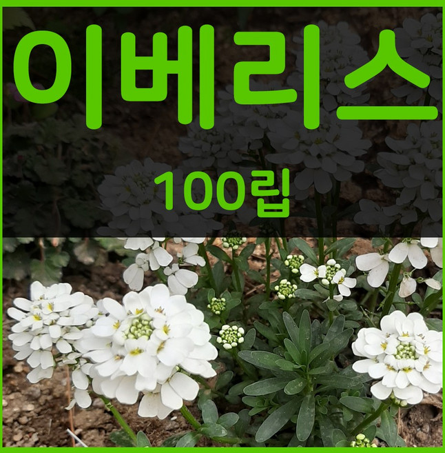 꽃씨몰 꽃씨 봄 파종 여름꽃씨 가을 노지월동 다년생 야생화 양귀비 종자 꽃씨앗, 1개