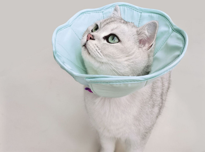 젬버트 반려동물 강아지 고양이 초경량 방수 넥카라, 1개, 민트