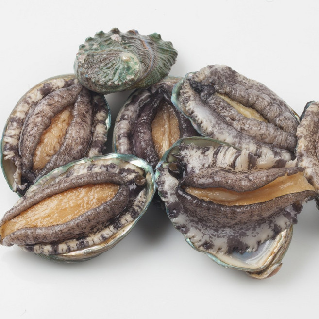 이음식관 싱싱한 완도 활전복 제철수산물 산지직송, 1박스, 완도산 활 전복 1kg (12~16미 / 중대)