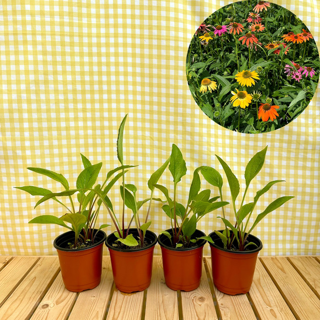 에키네시아 여름꽃 월동야생화 색상랜덤 3+1, 1개