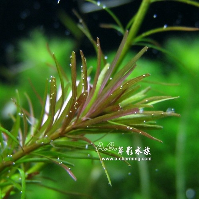 【AC草影】黃松尾（水上葉）水草 前景草 水草造景 耐熱 不用CO2 水生植物 水草裝飾, 1個