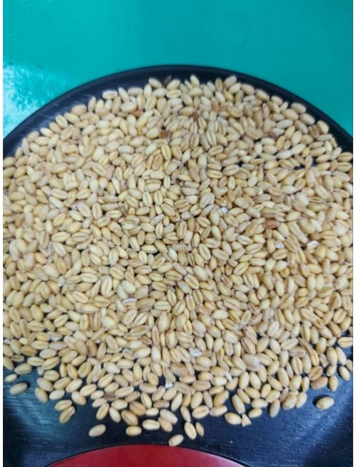 金協和 白小麥, 1個, 600g