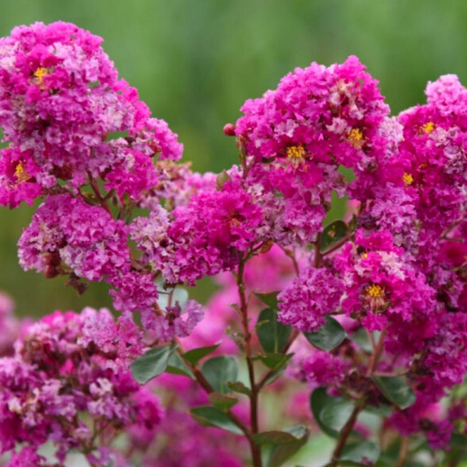 배롱나무 묘목 2년생포트 핑크벨로 / 위트시리즈 / 내한성 내병성 전국재배 / 꽃이 엄청 큼 (최우수 배롱품종 백일홍)/사계절 식재 가능한 포트묘로 배송, 1개