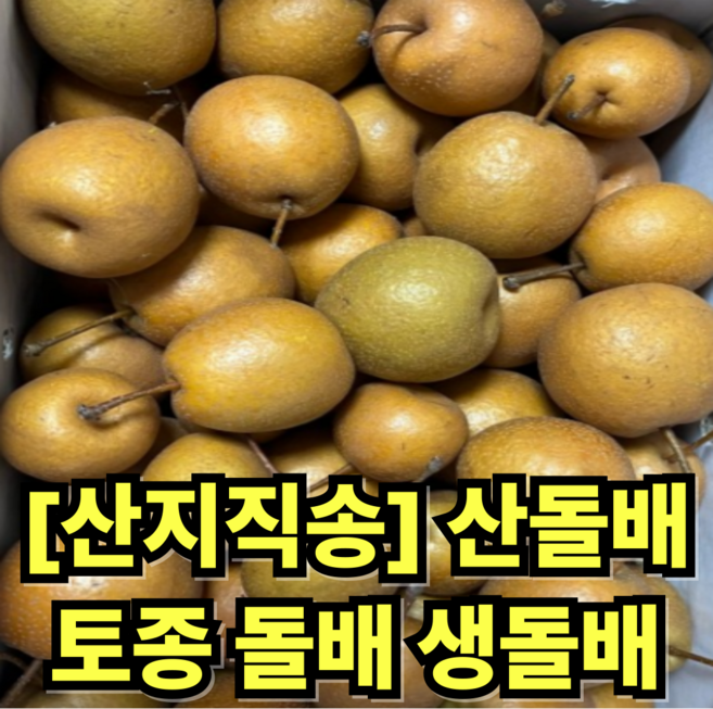 [산지직송] 산돌배 토종 생돌배 효소용 야생돌배 돌배, 1개, 5kg