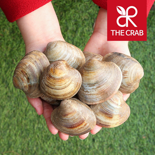 백합조개 백생합 백상합 5kg, 1개, 백합 5kg