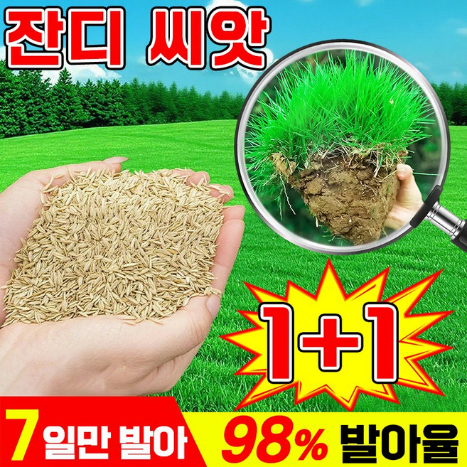 [초특가] 7일 발아 잔디 씨앗 사계절 잔디 씨앗 고급 잔디씨앗 가을 파종 최적기, 2개, 500g