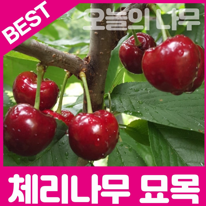 합리적 가격의 우수한 체리묘목(레이니어 라핀 러시아8호 레기나 타이톤 산드라로즈 등), 2년생 특묘, 1개, 라핀(자가수정) 접목묘 특묘