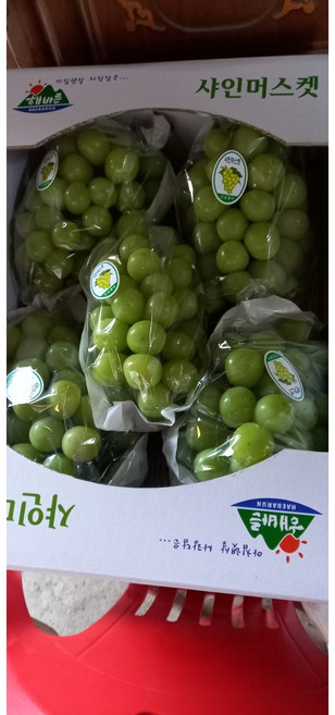 [농장직배송] 샤인머스켓 제철과일 가정용 선물용 1.5kg 2kg 4kg 원산지:국산(경상북도 김천시) [원산지:국산(경상북도 김천시)], 1개, 김천농장직판매 1.5키로[3천박스한정판매]