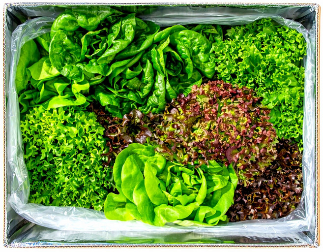 [팜플로우] 유럽상추 유럽샐러드 쌈채소 4~5종구성 유럽샐러드채소 모듬쌈 로메인 버터헤드 유럽채소, 1kg, 1박스