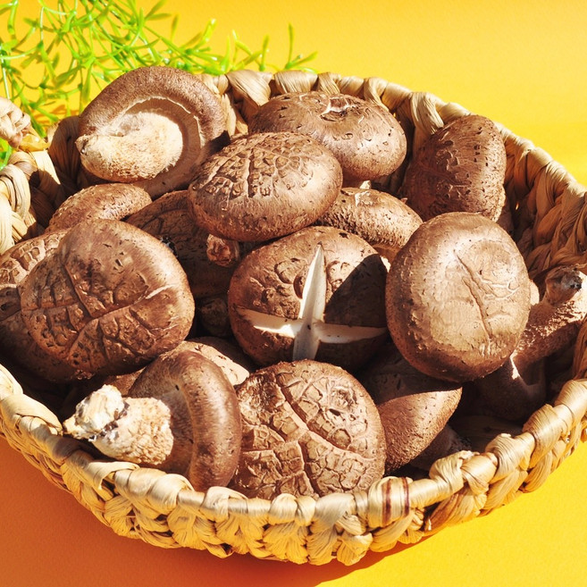 국내산 장흥 가정용특품 생표고버섯, 1개, 2kg