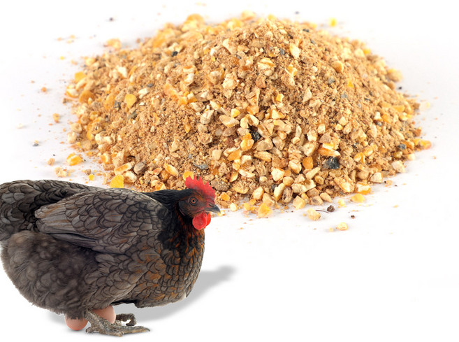 닭사료10kg 토종닭 오골계 청계사료 닭모이 산란사료, 10kg, 1개