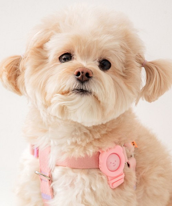 바잇미 강아지 헤잇미 밴드, 소다, 2ml, 1개