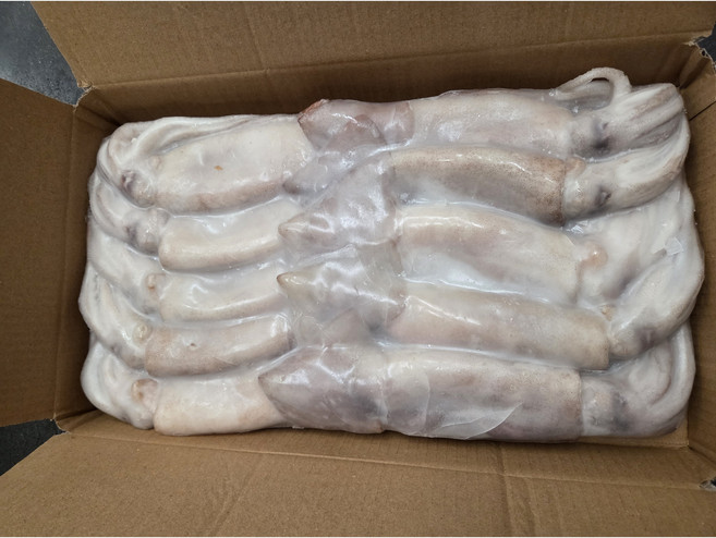 냉동 오징어 10미 3kg 통오징어 베이트오징어 중국 원물 업소용 짬뽕 중식 해물탕, 냉동 통오징어 베이트 10미 3kg, 1