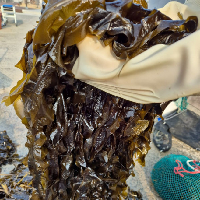 동해안 자연산 돌미역 1kg, 1개