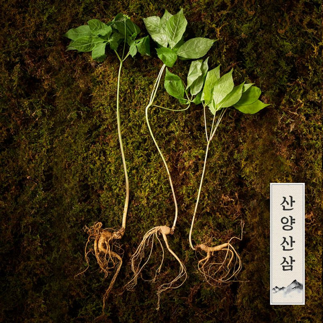 자연삼가 정품 프리미엄 산양삼 5-6년근 5뿌리, 1세트