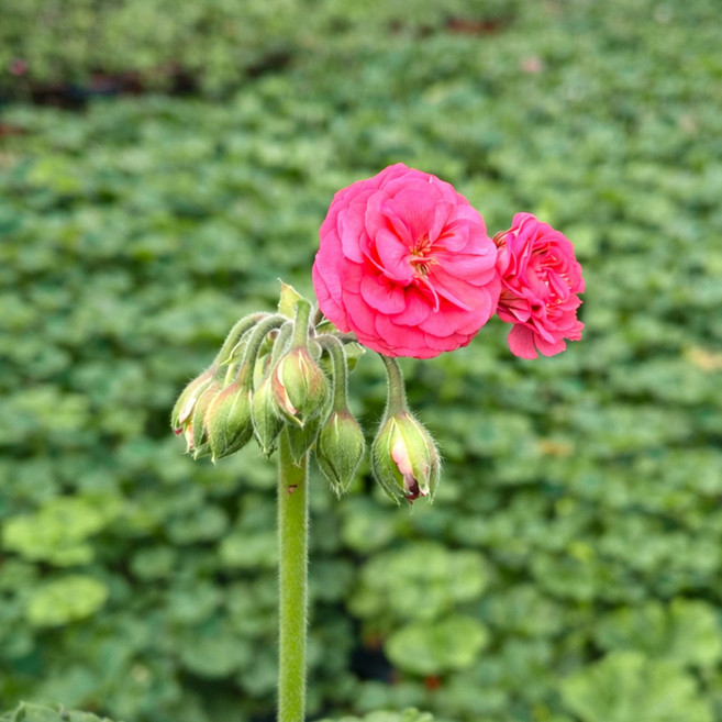 마이플랜트 ESS 게이샤 제라늄 소형 꽃모종 야생화, 1개