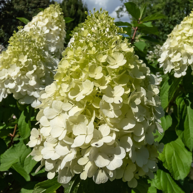 [충북농원] 라임라이트 유럽목수국 수국나무 묘목 - 분묘포트묘, H1.0/분(2주1묶음), 1개