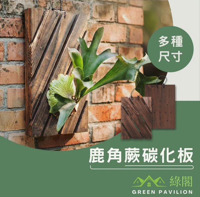 綠閣 鹿角蕨碳化板 適用鹿角蕨植物 碳化木透氣上板, 1個, 【斜木板】,小號 (長寬約 22x15cm)