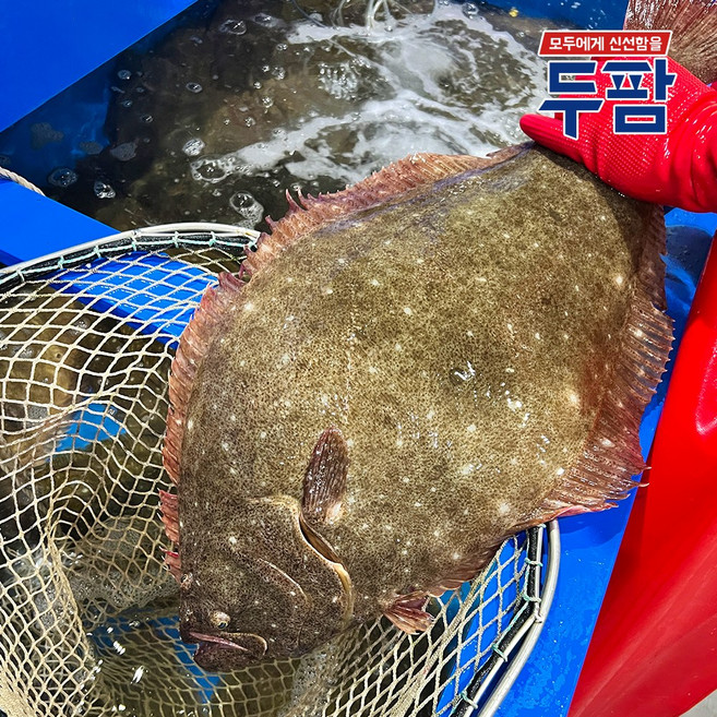 한마리 4kg 이상 자연산 대광어, 1개, 자연산 광어 필렛 250g