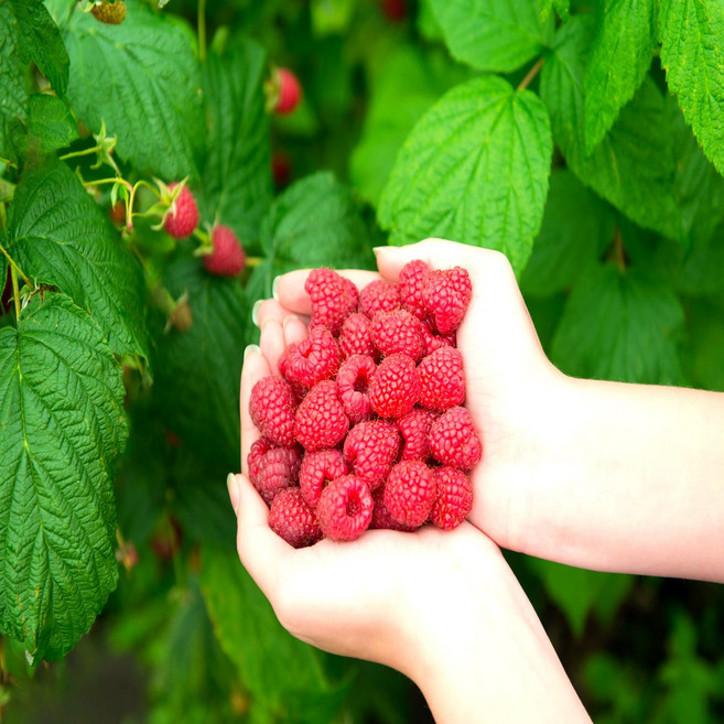 [당일수확] 금메달농수산 국산 경남 산딸기 생과, 3개, 250g (정품)