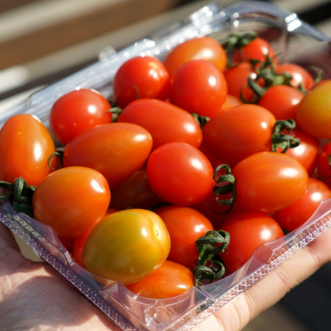 고당도 국내산 스테비아 대추방울토마토, 1개, 스테비아 방울토마토 1kg (500g*2팩)