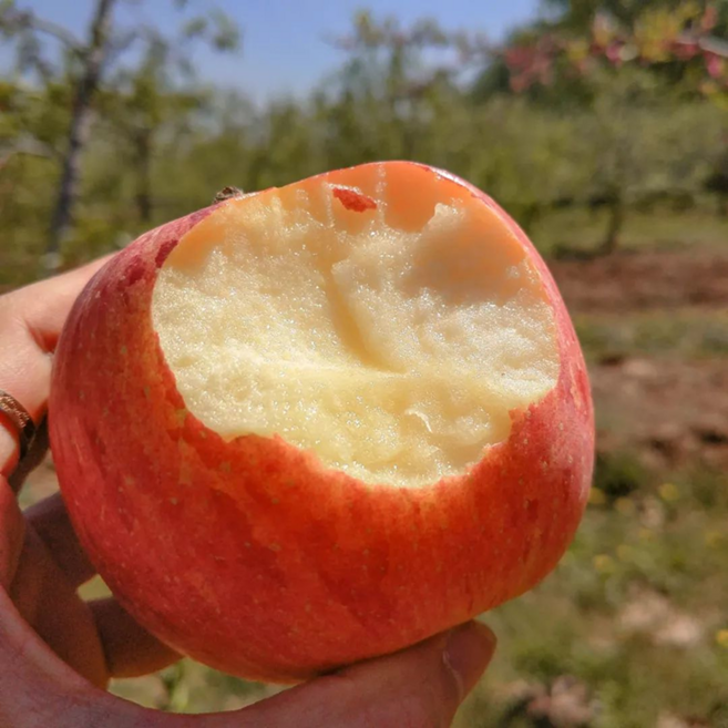 [최초할인가]꿀맛주의 손이가는 유통축소 제철과육 못난이사과, 1박스, 10kg