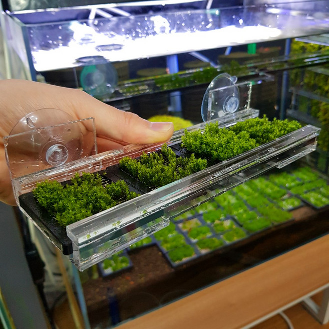 봄대디 수평 벽면 모스 카펫 거치대 선반, 1개