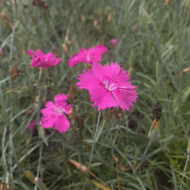 [가든조아] 패랭이 키스미 10cm모종 꽃모종 패랭이꽃 노지월동, 5개