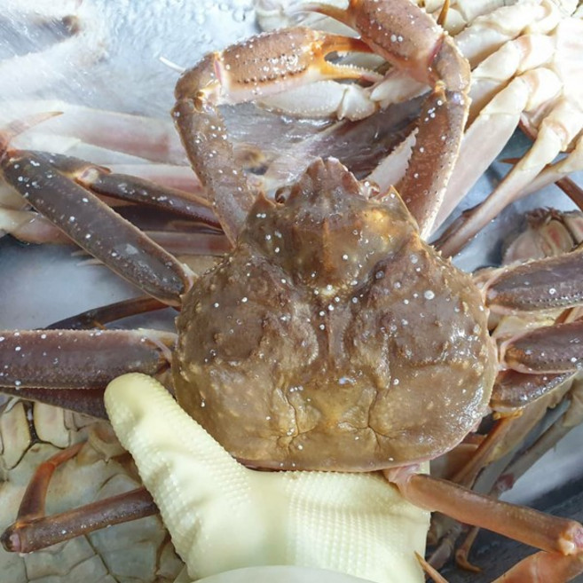 동해직송 러시아대게 자숙 대게 수율 A급 대게, 1개, 4kg