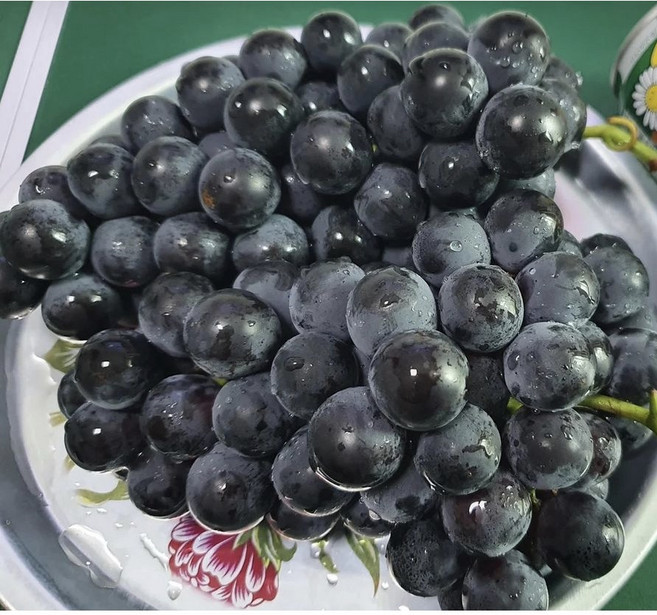 프리미엄 캠벨포도 켐밸 머루 거봉 송산 영동 추풍령 김천 2kg 3kg 5kg, 1개, (특) 프리미엄 캠벨포도 2kg