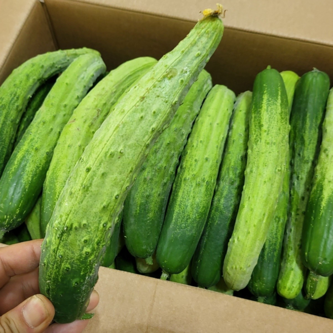 풀래음 못난이 공품 백오이 백다다기 오이 25개, 1박스, 5kg