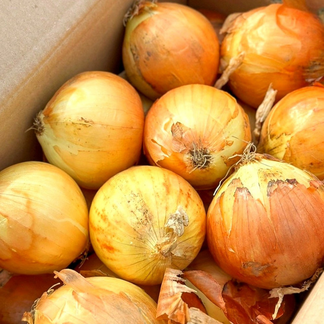 이른밭 국내산 양파 무안양파 햇 양파, 1개, 1kg 중