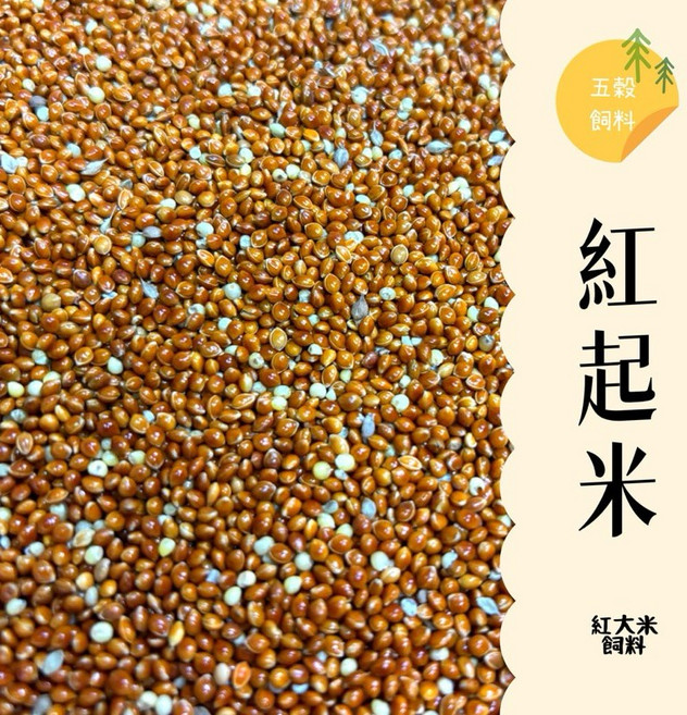 五穀糧倉 紅起米 紅大米 鸚鵡飼料 鳥飼料 倉鼠飼料, 1個, 600克