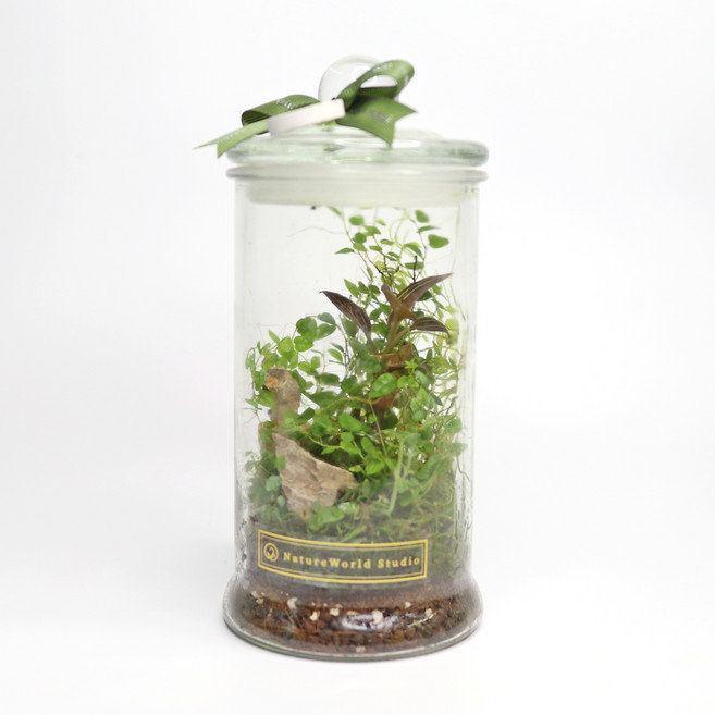 NatureWorld Studio 植物生態瓶DIY材料包 親子手作盆栽室內綠植裝飾, 1個, 大款(10x22cm), 透明瓶身