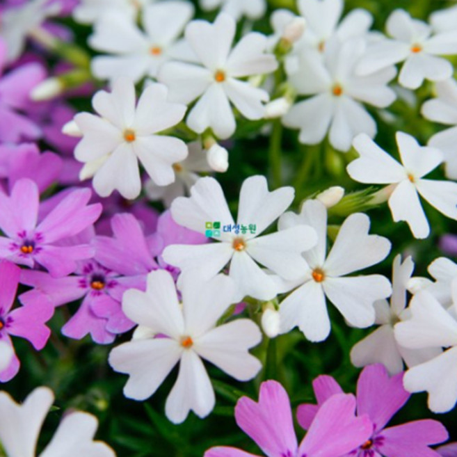 꽃잔디모종 홍설 백설 패랭이꽃 1판 30개입, 1세트, 홍설 30개