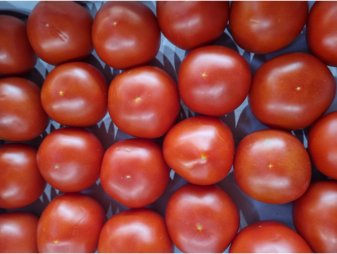 유럽종토마토 토마토 찰 토마토 가정용 3kg 5kg 10kg, 1박스, 3kg 소과 3-4번