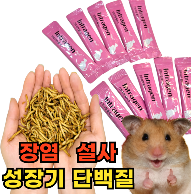 강아지 고양이 햄스터 설사 장염 유산균 단백질 밀웜 가루+인트라젠, 1세트, 밀웜가루 10g+인트라젠 3p