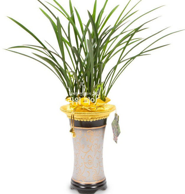 플라워피아 서양란 동양란 축하화분배달 개업 승진 취임 고급선물, 1개, 1.철골소심