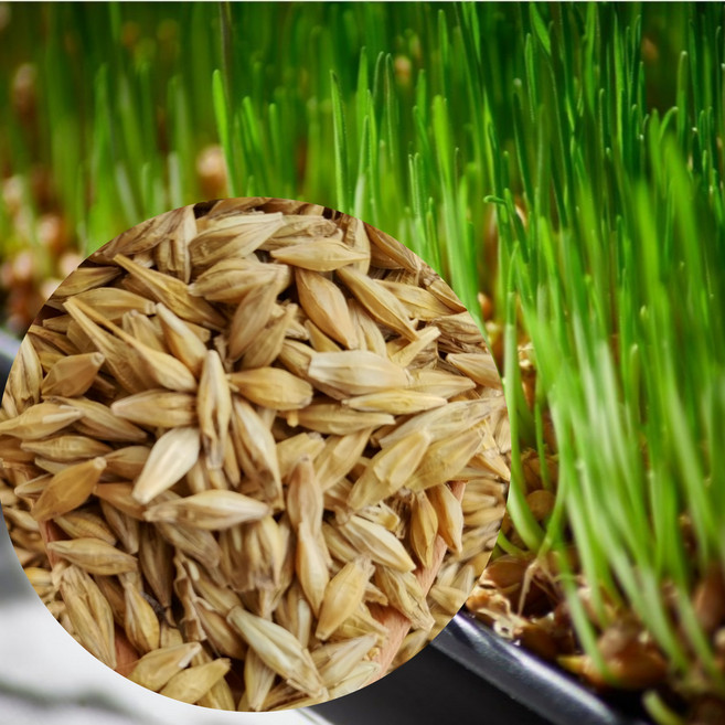 국산 햇겉보리 4kg 직접 농사지은 껍질보리 보리차 엿기름 새싹보리 캣그라스 겸용, 1개