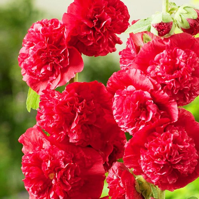 겹접시꽃 더블스칼렛 씨앗 10립 소포장, 1개